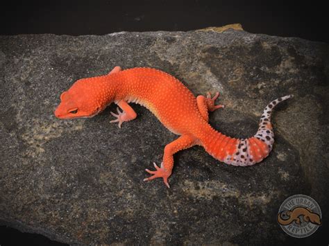 Tangerine Tornado Leopard Gecko by The Urban Reptile - MorphMarket