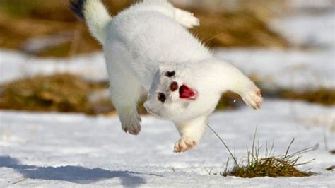 15 Reasons Why Ferrets Do The "Weasel War Dance"