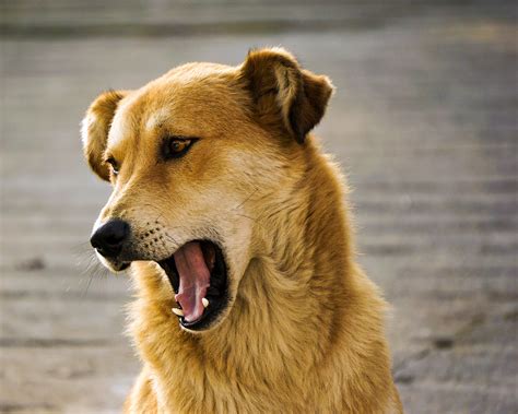 The Big Catch: Yawning in Dogs - Mandarin Animal Hospital Blog