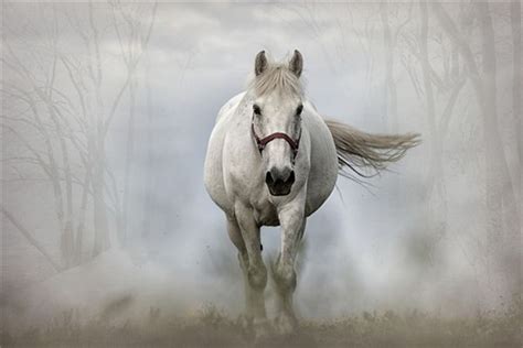 梦见一匹白马_周公解梦梦到一匹白马是什么意思_做梦梦见一匹白马好不好_周公解梦官网