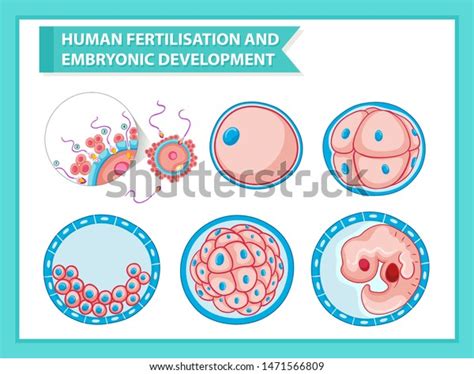 Image result for Cellular Development