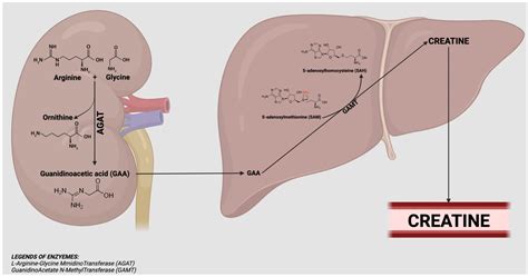 Creatine Supplementation to Improve Sarcopenia in Chronic Liver Disease ...