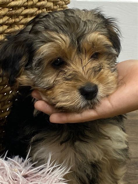 Beverly's Pet Center - Pembroke Pines, FL - Nextdoor