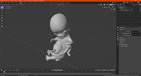 3D model Human Embryo 8 Weeks | 3D Molier International