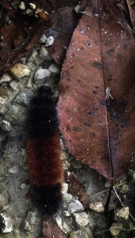 Woolly worm predictions 2024: Here's what the woolly worm caterpillars ...