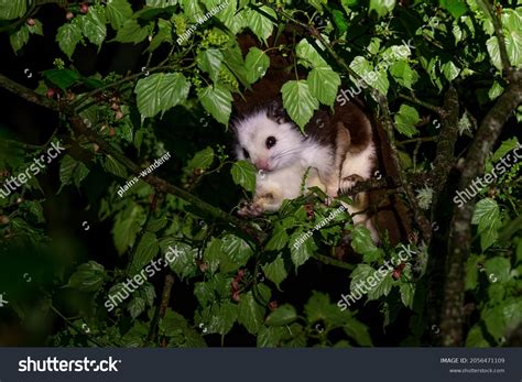 153 Giant Flying Squirrel Images, Stock Photos & Vectors | Shutterstock