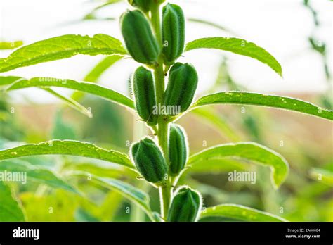 Image result for Sesame Seed Tree