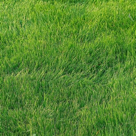 Buy Grass Seeds Online: Premium Collection for Your Lawn – Seed World