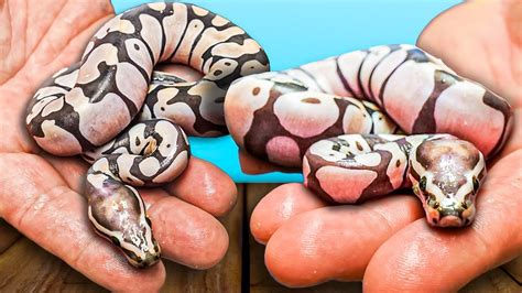 Image result for Scaleless Ball Python