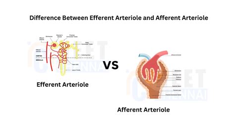 Difference Between Efferent Arteriole and Afferent Arteriole - Neet Chennai