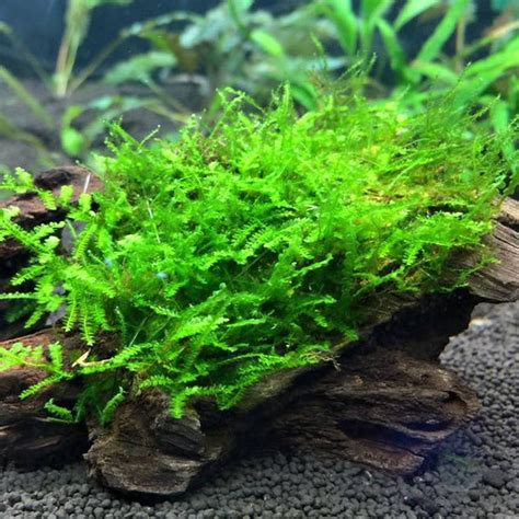 Java Moss (Taxiphyllum Barbieri) > How To Care: All You Need to Know 🌿 ...