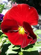 Image result for Pansy Flower Coloring Page
