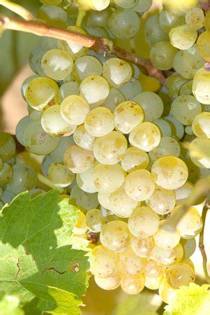 Domaine de la Chezatte (Sainte-Gemme-en-Sancerrois) - 2021 What to Know ...