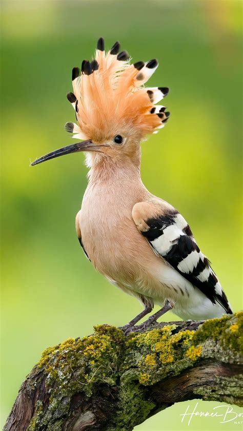 The Hoopoe Bird: Eurasian Species with Orange Mohawk
