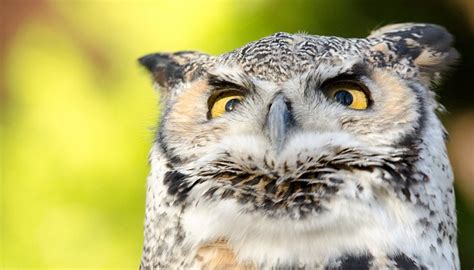 THE RUTLAND FALCONRY AND OWL CENTRE - All You SHOULD Know Before Going ...