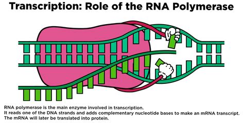 RNA Polymerase Structure 的图像结果