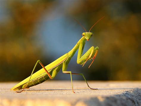 How to Attract Praying Mantis | Step by Step Guide (2026)