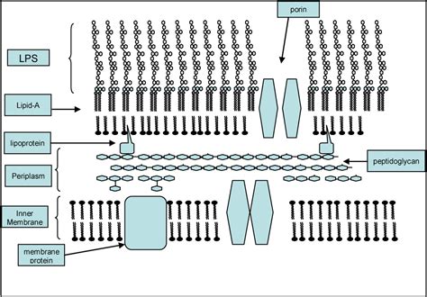 Towards Clinical Applications of Anti-endotoxin Antibodies; A Re ...