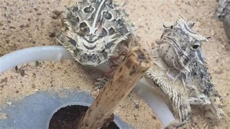 What is a horned frog? TCU's mascot explained. | wfaa.com
