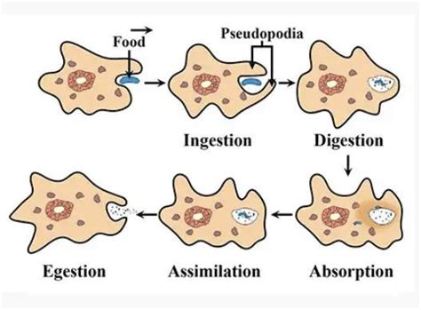 describe the process of digestion in amoeba with the help of labelled ...