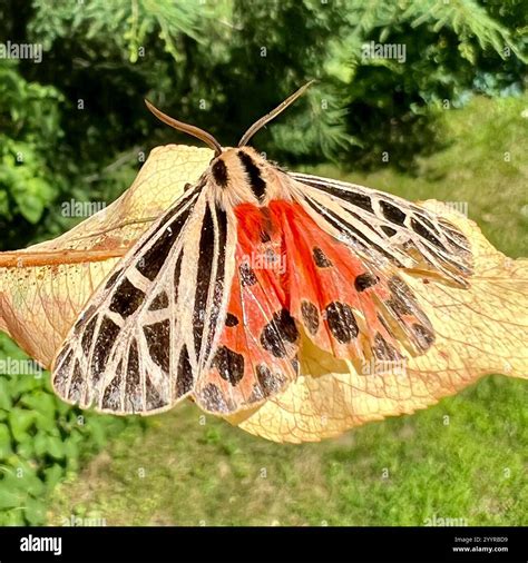 Virgin Tiger Moth (Apantesis virgo Stock Photo - Alamy