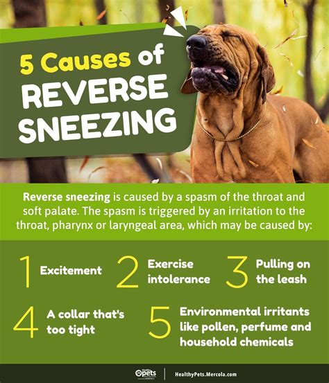 Is Sneezing A Sign Of Stress In Dogs
