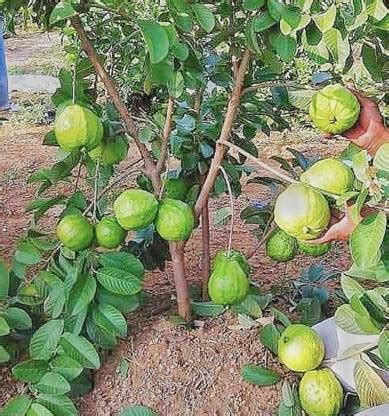 Cloud Farm Guava Plant Price in India - Buy Cloud Farm Guava Plant ...