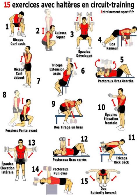 Image result for Exercices Musculation Bras