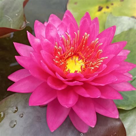 Razzberry | Buy water lily in India | Lilypond Store