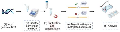 An Optimized CoBRA Method for the Microfluidic Electrophoresis ...