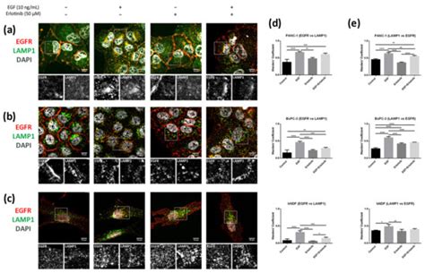 Erlotinib Promotes Ligand-Induced EGFR Degradation in 3D but Not 2D ...