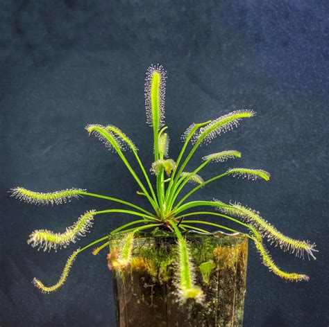 Ep. 53 - Cape Sundew — Plant Daddy Podcast