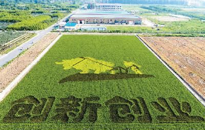 20亩稻田种出新花样_新闻频道_中国青年网