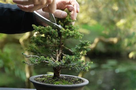 Image result for Bonsai Making Tutorial