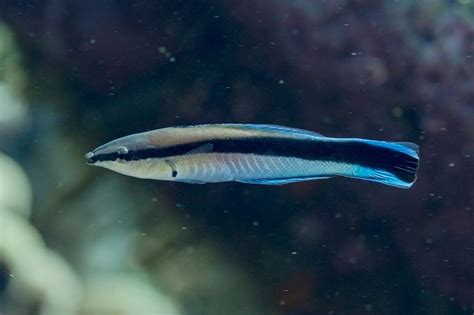 5 Smartest Fish in the World - Check the List Here!