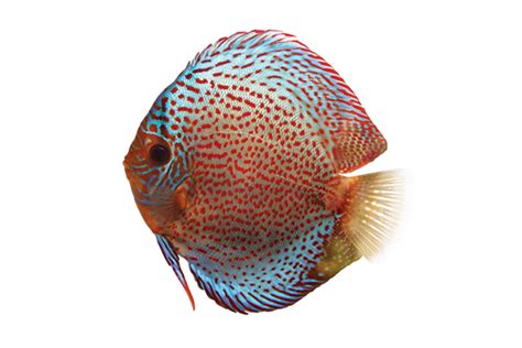 Rezultat imagine pentru Discus Care Guide