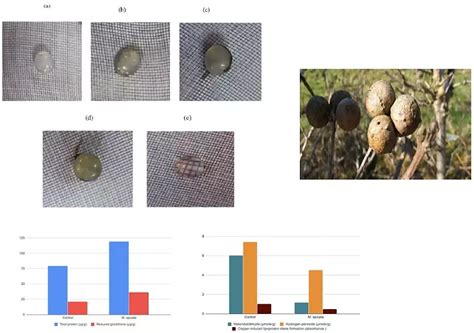 Preclinical evaluation of anticataract activity of Mentha spicata ...