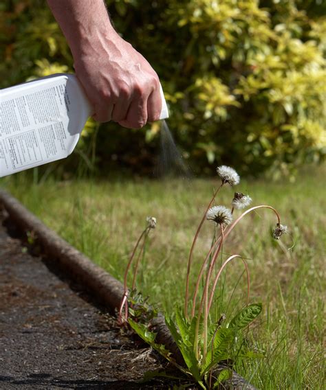 How to get rid of dandelions in a lawn: weed control tips | Gardeningetc
