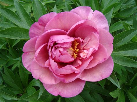 Garden Candy™ Double Bubble Pink™ Itoh Peony, Monrovia Plant