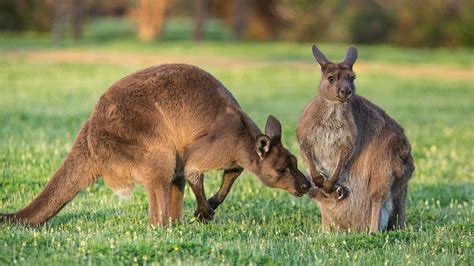 A western grey kangaroos family (Macropus fuliginosus), Australia ...