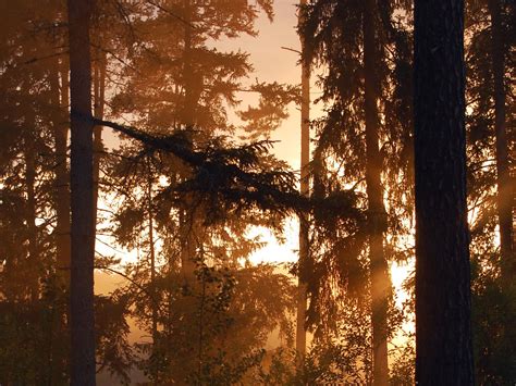 Download wallpaper 1600x1200 forest, trees, silhouettes, sunset, dark ...
