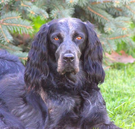 Life with our Blue Picardy Spaniels: June 2013