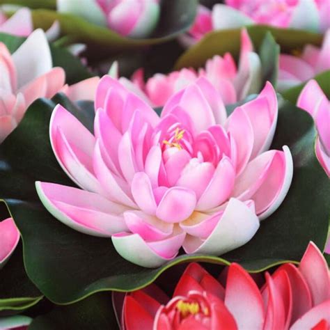 Buy Aquatic Plants Names online from Nurserylive at lowest price.