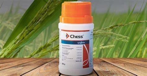 Chess | Syngenta
