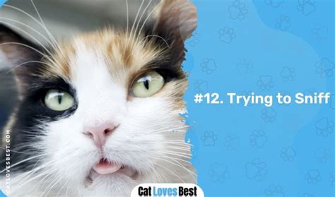 Image result for Cat Stack Sticker