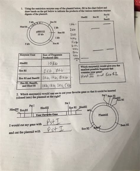 Image result for Restriction Enzyme Map