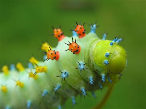 Caterpillar From A Bug S Life Hd Wallpaper