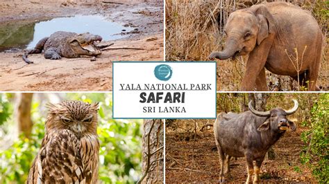 Yala National Park Why Yala National Park Is Sri Lanka's Top Spot To