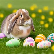 Image result for Blue Eyed White Holland Lop