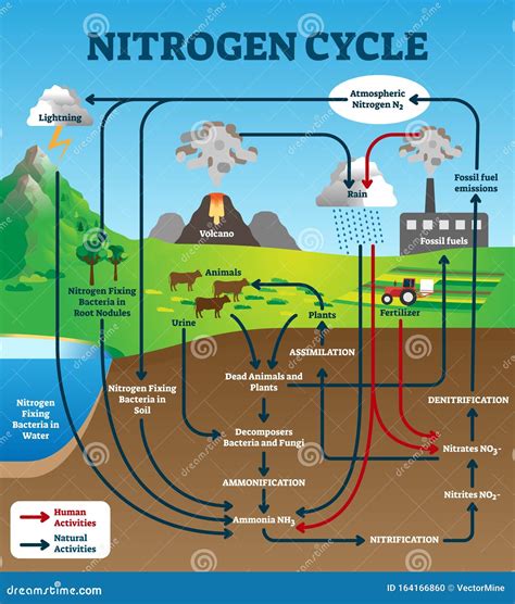 Lovescience Nitrogen Cycle Diagram